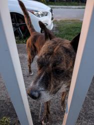 Found/Stray Male Dog last seen Near and 10th ST, Miami, FL 33168