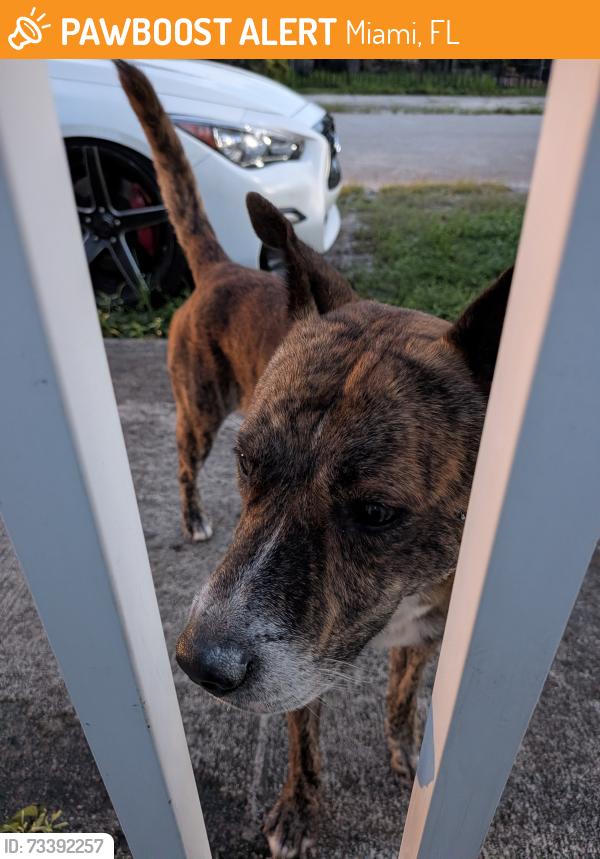 Found/Stray Male Dog last seen Near and 10th ST, Miami, FL 33168