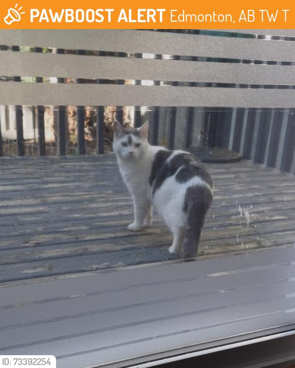 Found/Stray Unknown Cat last seen Macewan Park/Playground, Edmonton, AB T6W 1T4