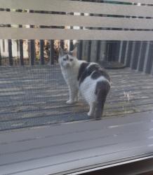 Found/Stray Unknown Cat last seen Macewan Park/Playground, Edmonton, AB T6W 1T4