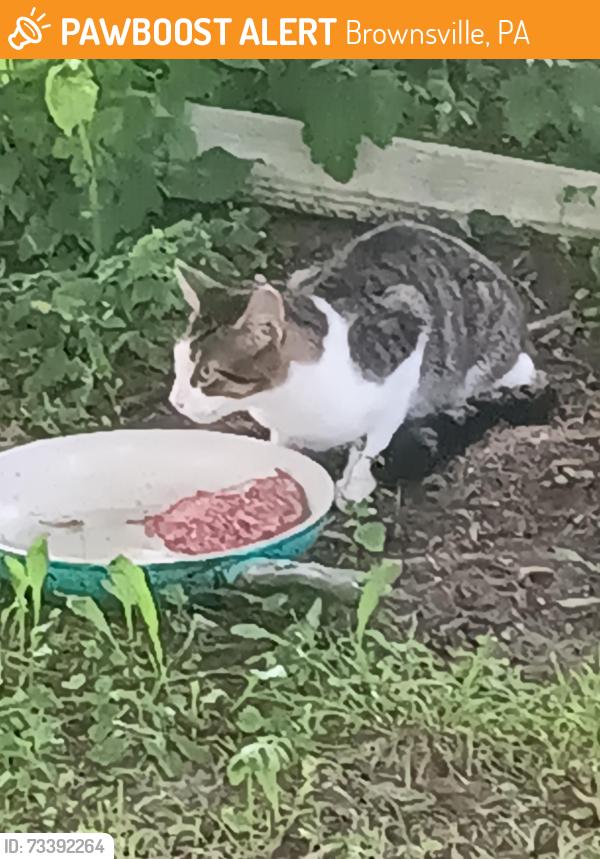Found/Stray Male Cat last seen Linton roadoad, Brownsville, PA 15417