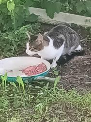 Found/Stray Male Cat last seen Linton roadoad, Brownsville, PA 15417