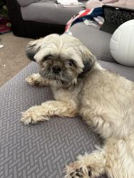 Reunited Female Dog last seen N sandal / e 56th st, Mesa, AZ 85205
