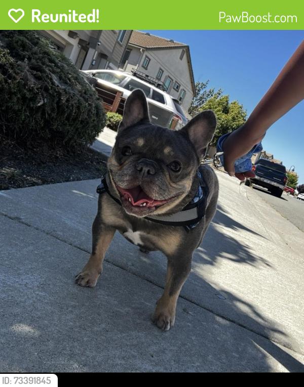 Reunited Female Dog last seen Mustang circle Fairfield ca, Fairfield, CA 94533