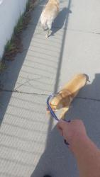 Lost Male Dog last seen Near w 3800 s, West Valley City, UT 84128