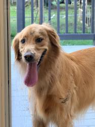 Found/Stray Unknown Dog last seen metcalf, Overland Park, KS 66209