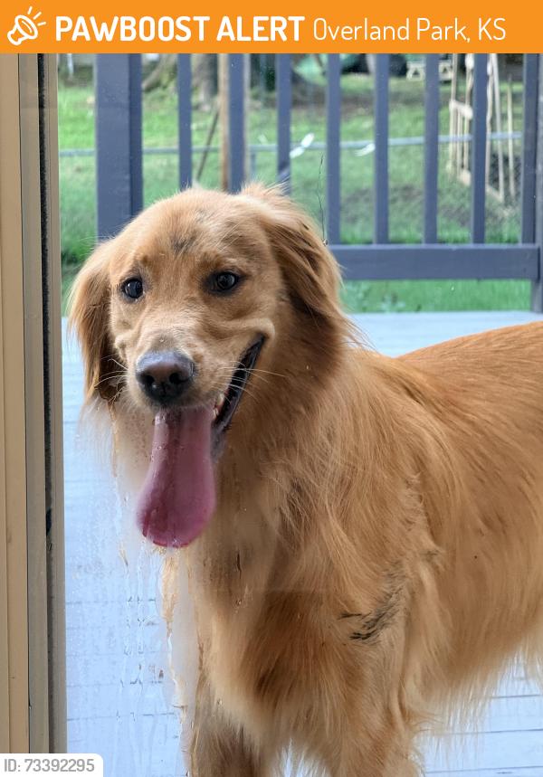 Found/Stray Unknown Dog last seen metcalf, Overland Park, KS 66209