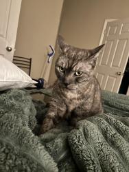 Lost Male Cat last seen Andover apmts, Johns Creek, GA 30022