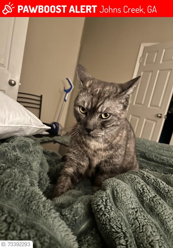 Lost Male Cat last seen Andover apmts, Johns Creek, GA 30022