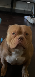 Lost Male Dog last seen Alastair ave and 225, Pasadena, TX 77506