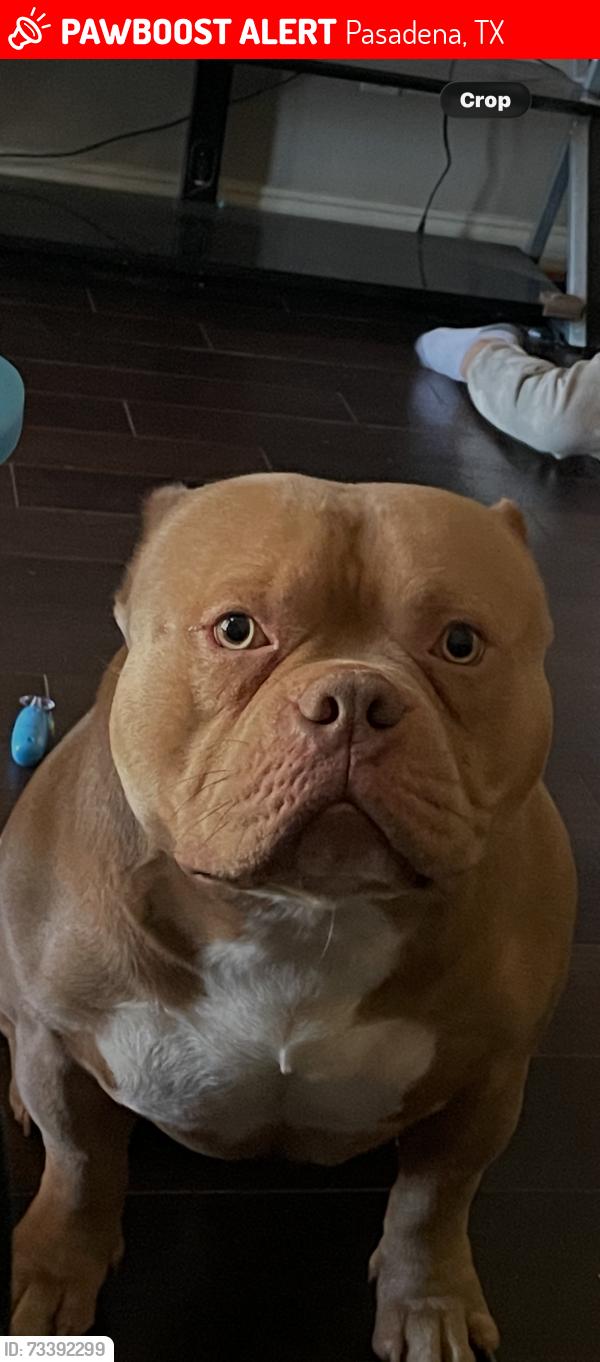Lost Male Dog last seen Alastair ave and 225, Pasadena, TX 77506