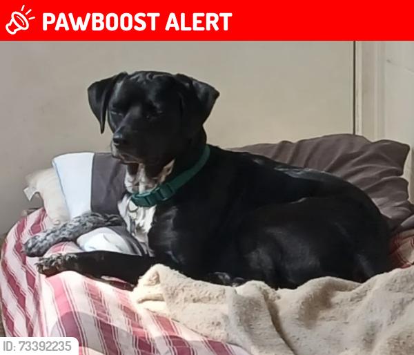 Lost Male Dog last seen I think someone spotted him in the Navarre area, Fort Walton Beach, FL 32549