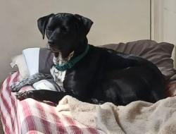 Lost Male Dog last seen I think someone spotted him in the Navarre area, Fort Walton Beach, FL 32549