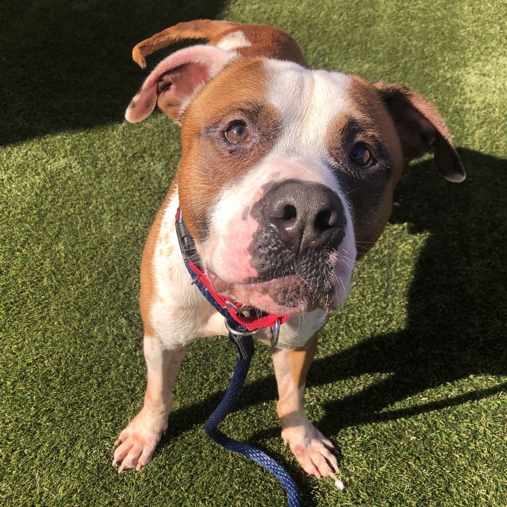 Shelter Stray Male Dog last seen , Animal Care & Control Team of Philly, 111 W Hunting Park Ave, Philadelphia, PA 19140, USA