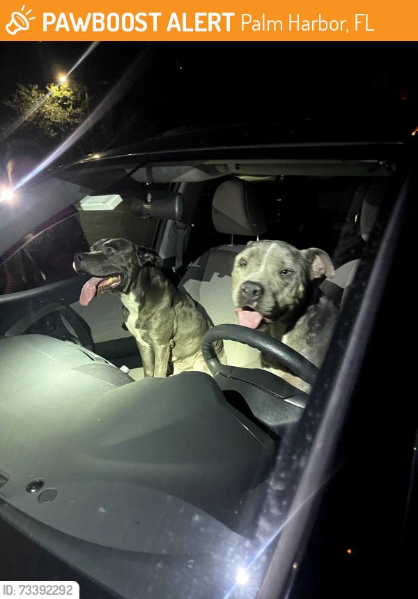 Found/Stray Male Dog last seen Curlew Road and US 19, Palm Harbor, FL 34684