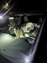 Found/Stray Male Dog last seen Curlew Road and US 19, Palm Harbor, FL 34684