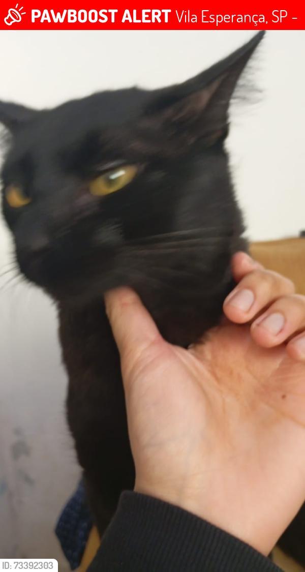 Lost Male Cat last seen Visto em frente à casa., Vila Esperança, SP 03647-020
