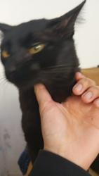 Lost Male Cat last seen Visto em frente à casa., Vila Esperança, SP 03647-020