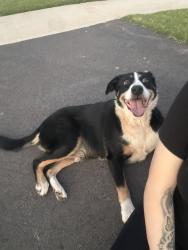 Found/Stray Male Dog last seen shoemaker rd, Parker, SC 29617