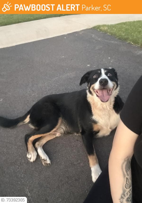 Found/Stray Male Dog last seen shoemaker rd, Parker, SC 29617