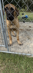 Lost Male Dog last seen Stephen rd Clinton nc, Sampson County, NC 28328