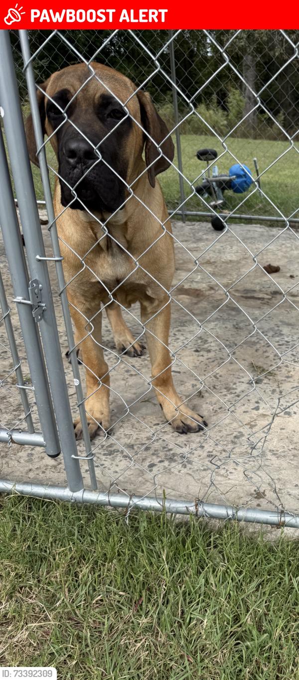 Lost Male Dog last seen Stephen rd Clinton nc, Sampson County, NC 28328
