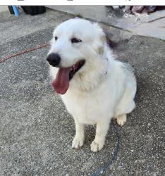 Reunited Female Dog last seen Bob white Ln, Douglasville, GA 30135