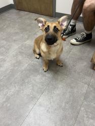 Found/Stray Unknown Dog last seen Edgehill Avenue and 12th Avenue South, E.S. Rose park, Nashville, TN 37203