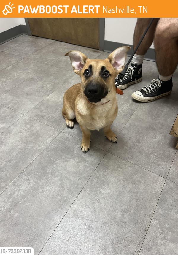 Found/Stray Unknown Dog last seen Edgehill Avenue and 12th Avenue South, E.S. Rose park, Nashville, TN 37203