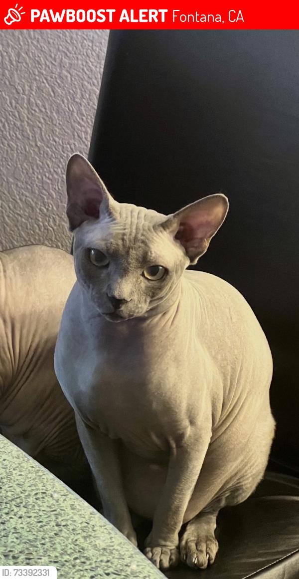 Lost Male Cat last seen Sierra and Walnut, Fontana, CA 92335