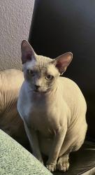 Lost Male Cat last seen Sierra and Walnut, Fontana, CA 92335