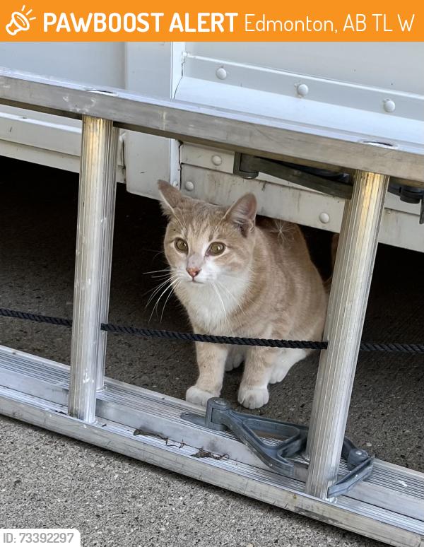 Found/Stray Male Cat last seen Near st NW Edmonton, Edmonton, AB T6L 2W5