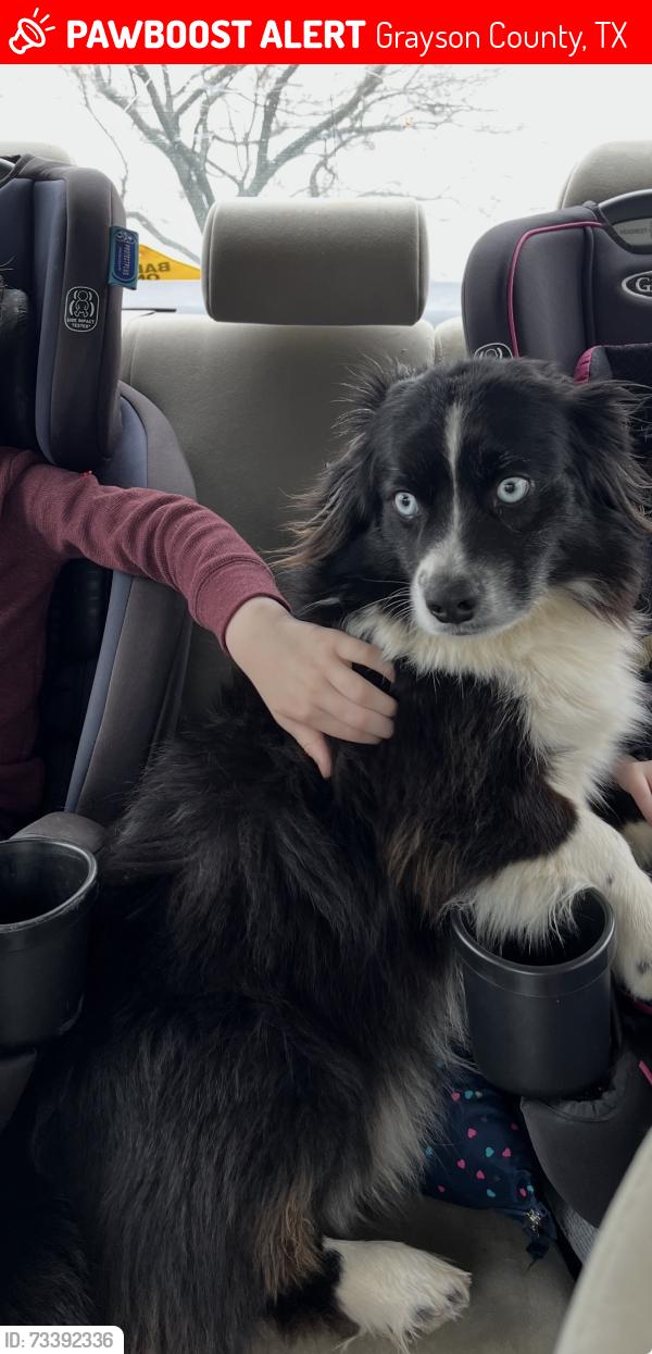Lost Male Dog last seen Arkansas Road, Grayson County, TX 76264