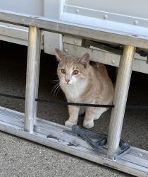 Found/Stray Male Cat last seen Near st NW Edmonton, Edmonton, AB T6L 2W5