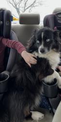 Lost Male Dog last seen Arkansas Road, Grayson County, TX 76264