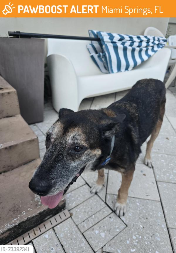 Found/Stray Male Dog last seen South royal Poinciana blvd, Miami Springs, FL 33010