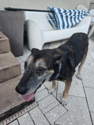 Found/Stray Male Dog last seen South royal Poinciana blvd, Miami Springs, FL 33010