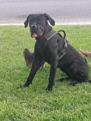 Lost Female Dog last seen Last seen running down fairview., Bakersfield, CA 93307