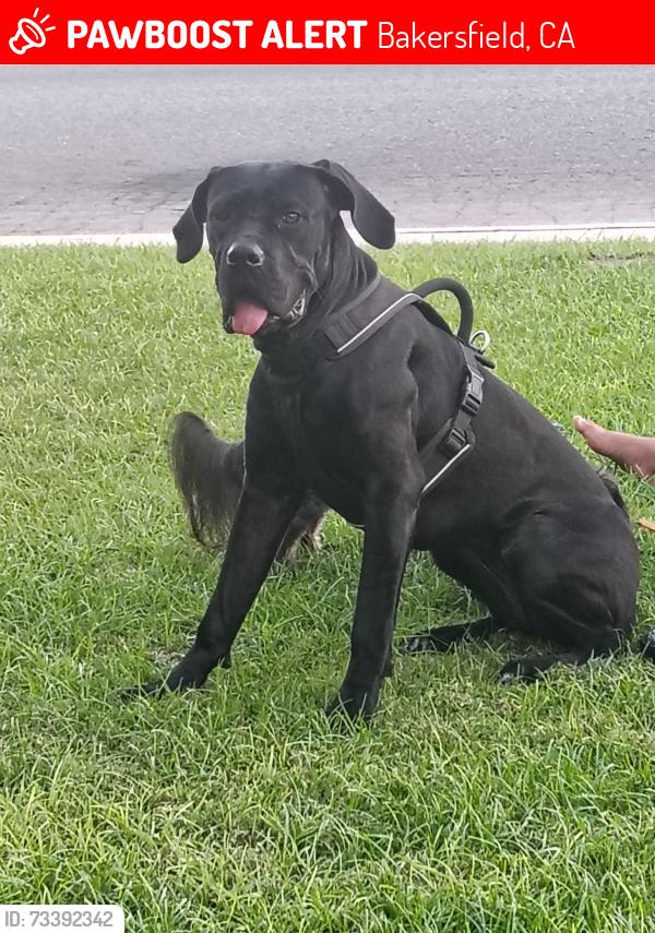 Lost Female Dog last seen Last seen running down fairview., Bakersfield, CA 93307
