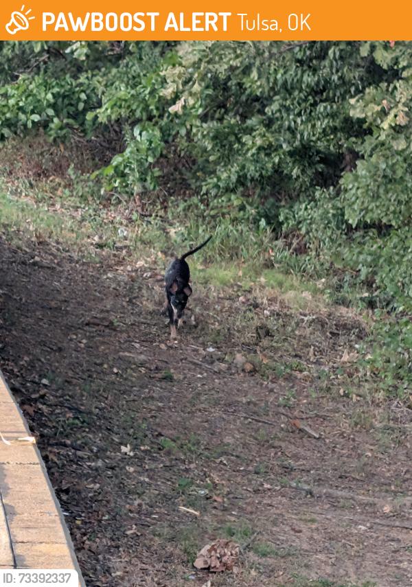 Found/Stray Male Dog last seen 91st and HW 169, Tulsa, OK 74133