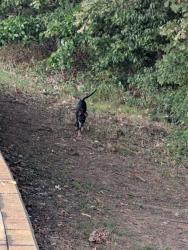 Found/Stray Male Dog last seen 91st and HW 169, Tulsa, OK 74133