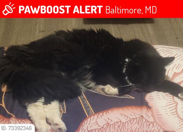 Lost Male Cat last seen Powell Ave 21216, Baltimore, MD 21206