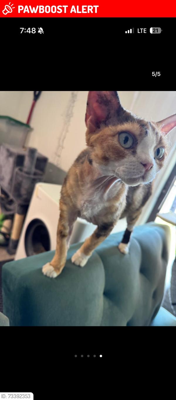 Lost Female Cat last seen Hunters glenn drive, Plainsboro Township, NJ 08536