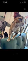 Lost Female Cat last seen Hunters glenn drive, Plainsboro Township, NJ 08536