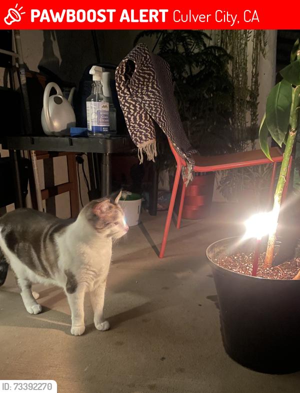 Lost Female Cat last seen by West Hills mall Culver City and Chevy dealership, Culver City, CA 90230