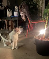 Lost Female Cat last seen by West Hills mall Culver City and Chevy dealership, Culver City, CA 90230