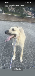 Found/Stray Male Dog last seen Ran across rocky ridge into Baptist church, Vestavia Hills, AL 35243