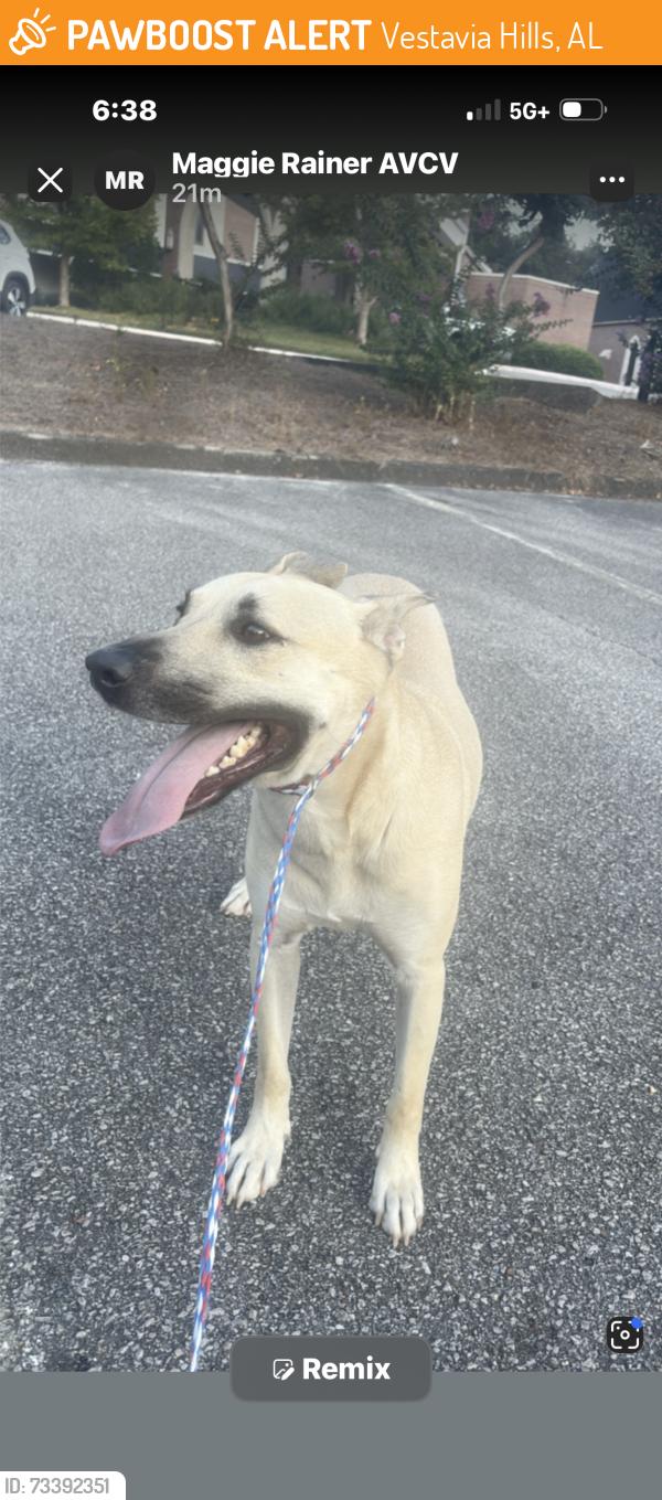 Found/Stray Male Dog last seen Ran across rocky ridge into Baptist church, Vestavia Hills, AL 35243