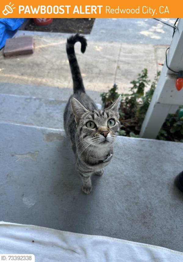 Found/Stray Female Cat last seen Redwood City, CA, Redwood City, CA 94062