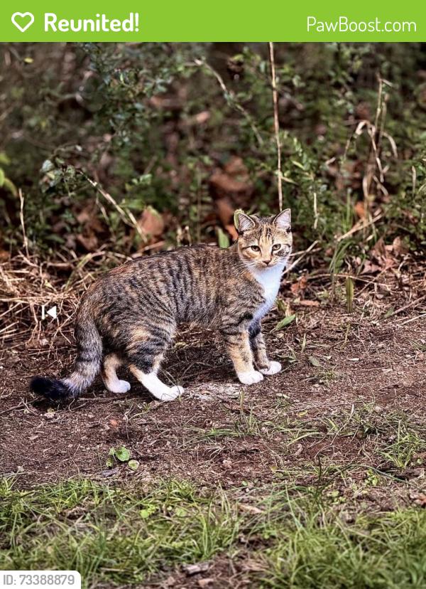 Reunited Female Cat last seen S McDonald rd, McDonald, TN 37353